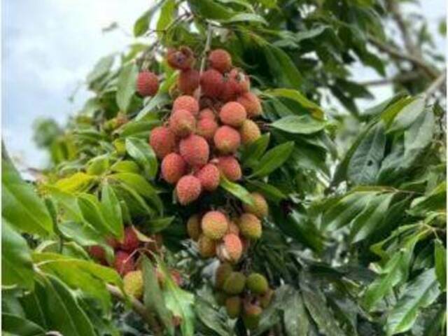 Chácara para Venda em Araçoiaba da Serra - 4